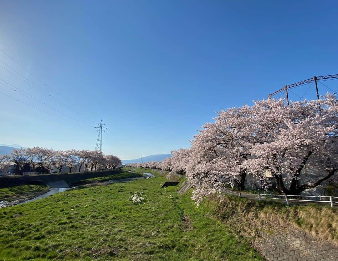 ラン?さんのインスタグラム写真 - (ラン?Instagram)「日曜日の朝早くに、近所の河原をウォーキングしました(ง ˙˘˙ )ว 桜並木が綺麗で、桜のトンネルみたいになってます🌸🌸🍃 また、チビちゃんズも一緒に🐰🐰💓  #桜 #桜並木 #うさぎのコナン  #うさぎ #うさぎのいる暮らし #rabbit #ネザーランドドワーフ #ふわもこ部 #もふもふ部 #netherlanddwarf #kawaii #かわいい #うさぎ部  #羊毛フェルト  2023.04.10」4月10日 21時06分 - mofumofuusako