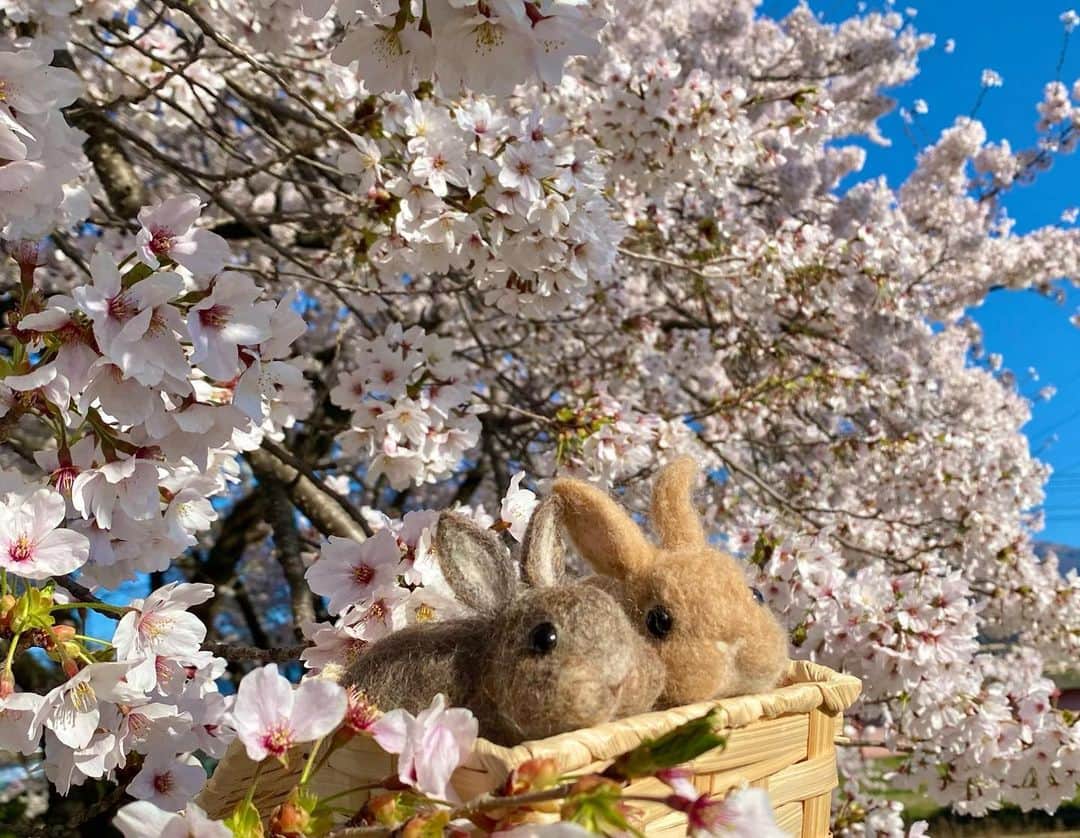 ラン?のインスタグラム：「日曜日の朝早くに、近所の河原をウォーキングしました(ง ˙˘˙ )ว 桜並木が綺麗で、桜のトンネルみたいになってます🌸🌸🍃 また、チビちゃんズも一緒に🐰🐰💓  #桜 #桜並木 #うさぎのコナン  #うさぎ #うさぎのいる暮らし #rabbit #ネザーランドドワーフ #ふわもこ部 #もふもふ部 #netherlanddwarf #kawaii #かわいい #うさぎ部  #羊毛フェルト  2023.04.10」