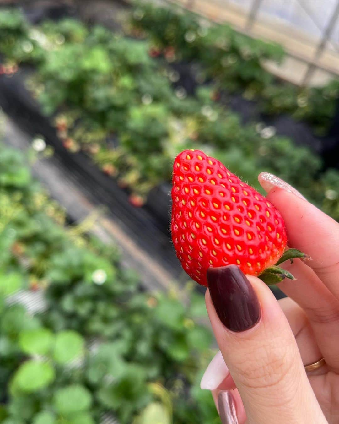 宮野真菜さんのインスタグラム写真 - (宮野真菜Instagram)「毎年いちご狩り行くよ🍓大好き(ˊ꒳ˋ)  #タレント #プラチナムプロダクション #メイク #ストレートヘア  #ロングヘア #大人ギャル #ちゃんまな #ちらっ #チラッ」4月10日 21時06分 - miyamana_47