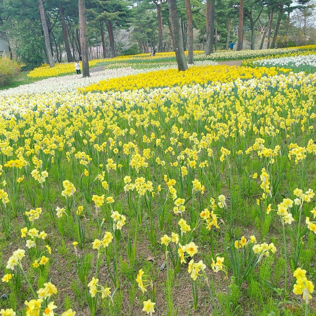 角田奈緒子さんのインスタグラム写真 - (角田奈緒子Instagram)「ひたち海浜公園  ネモフィラとスイセン* 今年は桜だけでなく、 他の春の花も開花が早いです！ HPなどこまめにチェックして 見頃逃さないよう、お楽しみください〜❣️  あとでチューリップも載せます🌷  #ひたち海浜公園  #ひたち海浜公園ネモフィラ  #ネモフィラの丘 #ネモフィラ  #スイセン」4月10日 21時10分 - naokoon1122