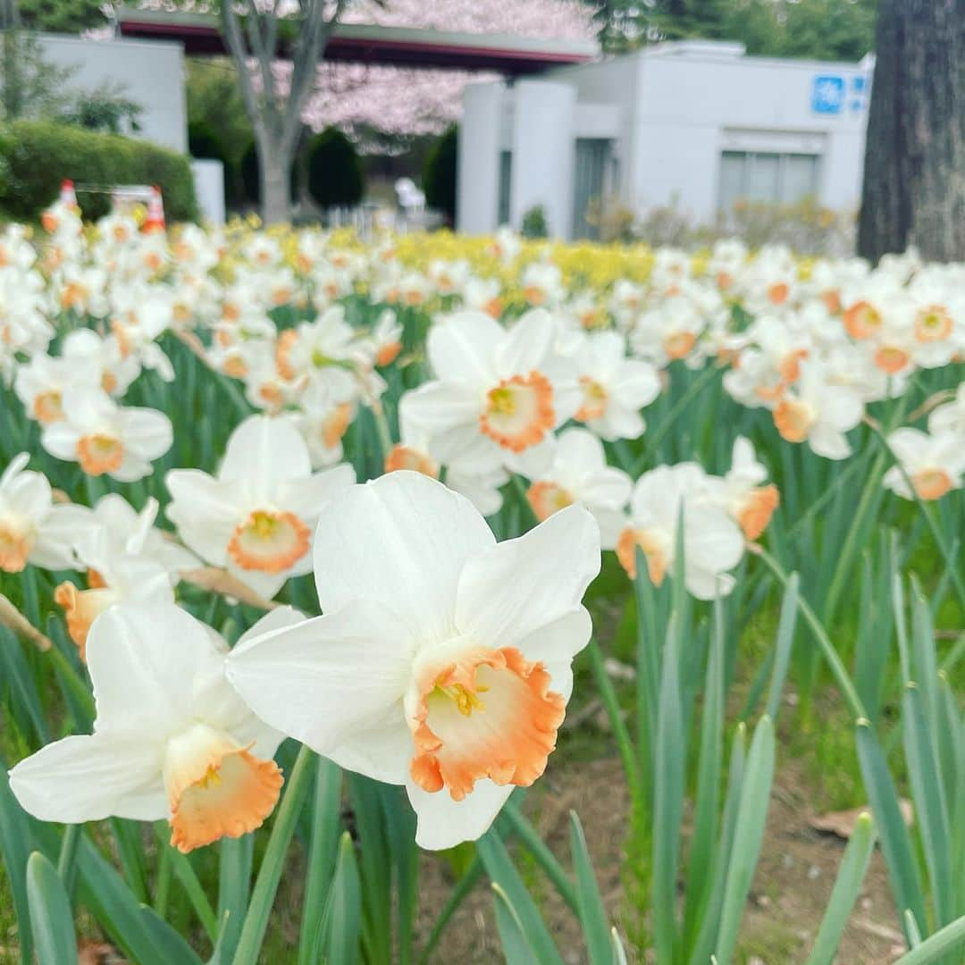 角田奈緒子さんのインスタグラム写真 - (角田奈緒子Instagram)「ひたち海浜公園  ネモフィラとスイセン* 今年は桜だけでなく、 他の春の花も開花が早いです！ HPなどこまめにチェックして 見頃逃さないよう、お楽しみください〜❣️  あとでチューリップも載せます🌷  #ひたち海浜公園  #ひたち海浜公園ネモフィラ  #ネモフィラの丘 #ネモフィラ  #スイセン」4月10日 21時10分 - naokoon1122