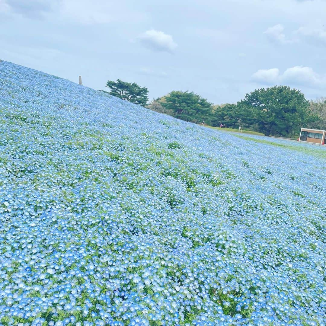 角田奈緒子さんのインスタグラム写真 - (角田奈緒子Instagram)「ひたち海浜公園  ネモフィラとスイセン* 今年は桜だけでなく、 他の春の花も開花が早いです！ HPなどこまめにチェックして 見頃逃さないよう、お楽しみください〜❣️  あとでチューリップも載せます🌷  #ひたち海浜公園  #ひたち海浜公園ネモフィラ  #ネモフィラの丘 #ネモフィラ  #スイセン」4月10日 21時10分 - naokoon1122