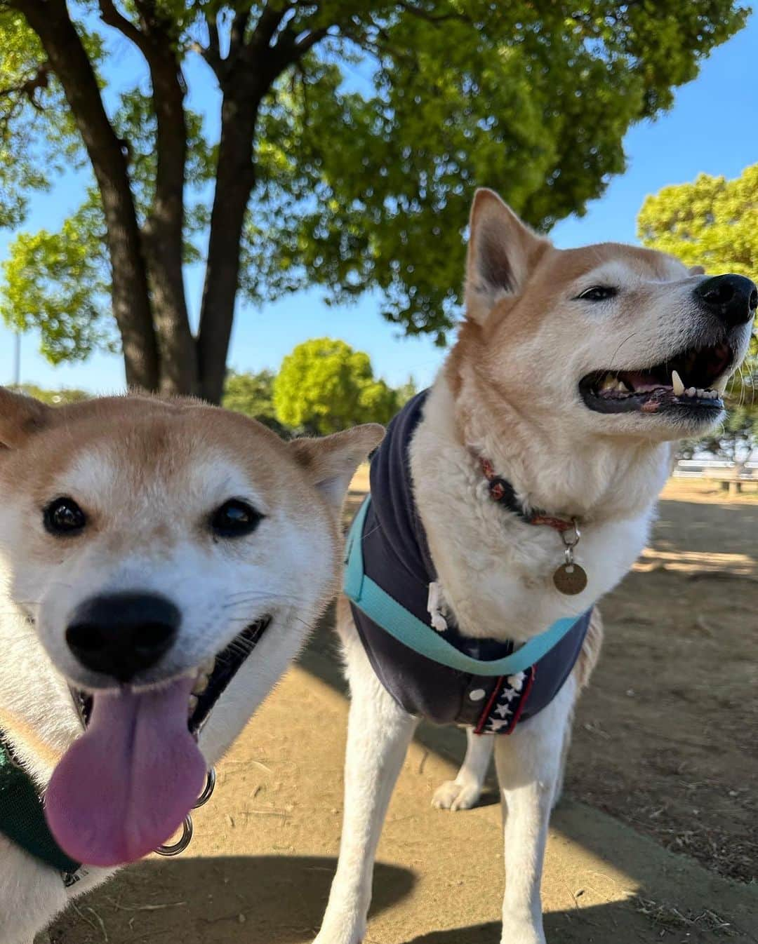 大山加奈さんのインスタグラム写真 - (大山加奈Instagram)「. . ひさしぶりにいつものメンバーで ドッグランへ🐕‼︎ . とっても嬉しそうなだいずくん🥰 ラテもさぶちゃんも楽しそうで そんな姿がとてもうれしい☺️💓 . ご一緒したわんこたちも みんなとっても可愛かったなー😍💓 . . またみんなで行こうね😊‼︎‼︎‼︎‼︎ . @card_ya  @hisakoaizawa  . . #だいず #だいず🐕💓 #豆柴 #豆柴部  #柴犬 #しばいぬ  #犬のいる暮らし#🐶 #🐕#いぬすたぐらむ #ワンスタグラム #しばすたぐらむ #mameshiba#shibainu#shibastagram #柴犬好きさんと繋がりたい #柴犬のいる暮らし #柴犬ライフ」4月10日 21時10分 - kanaoyama0619