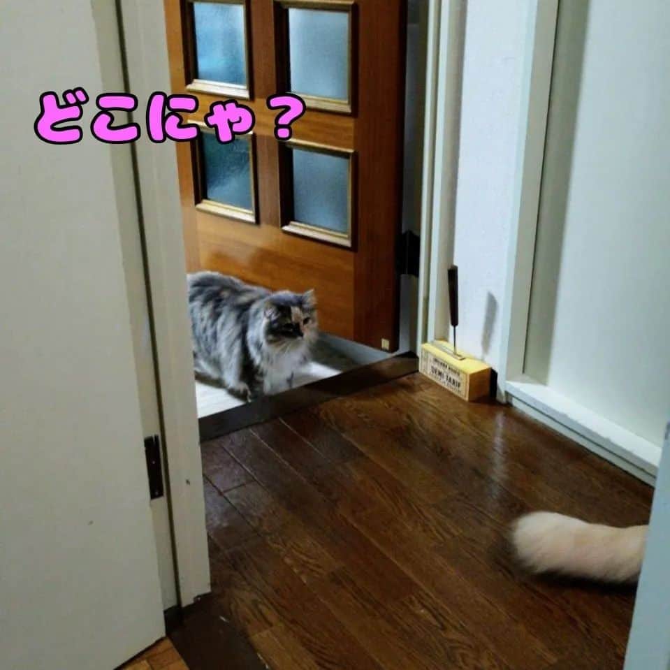 テレンス・リーさんのインスタグラム写真 - (テレンス・リーInstagram)「だいず♂＆あさり♀ #猫 #ねこ #ネコ #もふもふ猫 #もふもふ部」4月10日 21時11分 - terence.lee.official