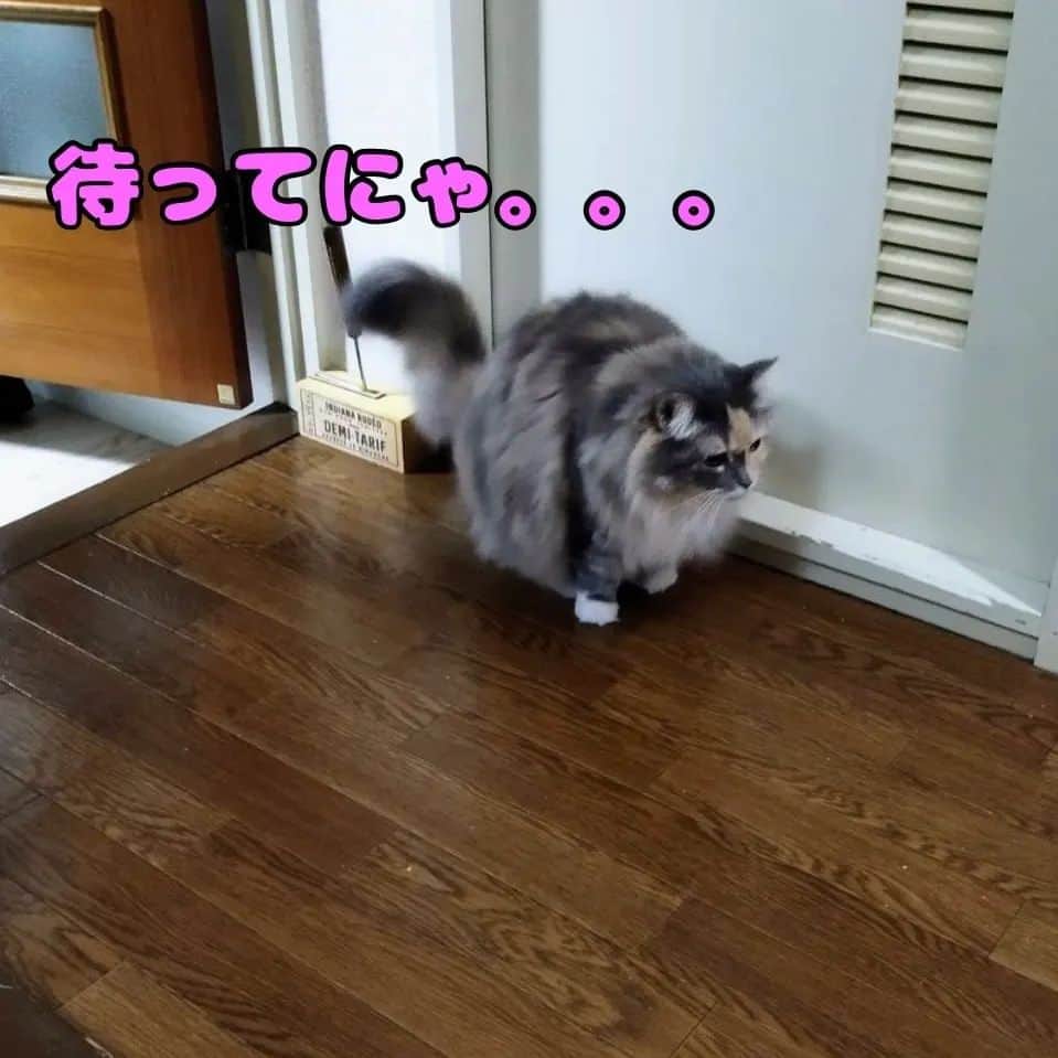 テレンス・リーさんのインスタグラム写真 - (テレンス・リーInstagram)「だいず♂＆あさり♀ #猫 #ねこ #ネコ #もふもふ猫 #もふもふ部」4月10日 21時11分 - terence.lee.official