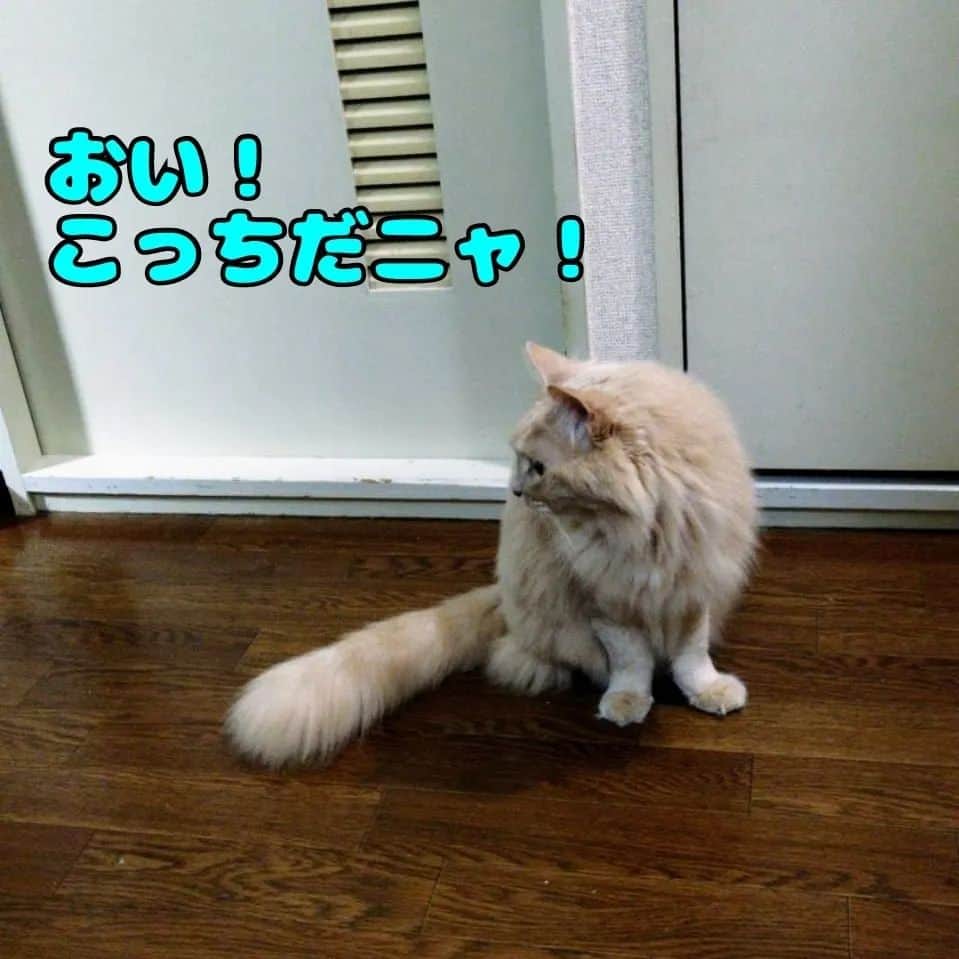 テレンス・リーのインスタグラム：「だいず♂＆あさり♀ #猫 #ねこ #ネコ #もふもふ猫 #もふもふ部」