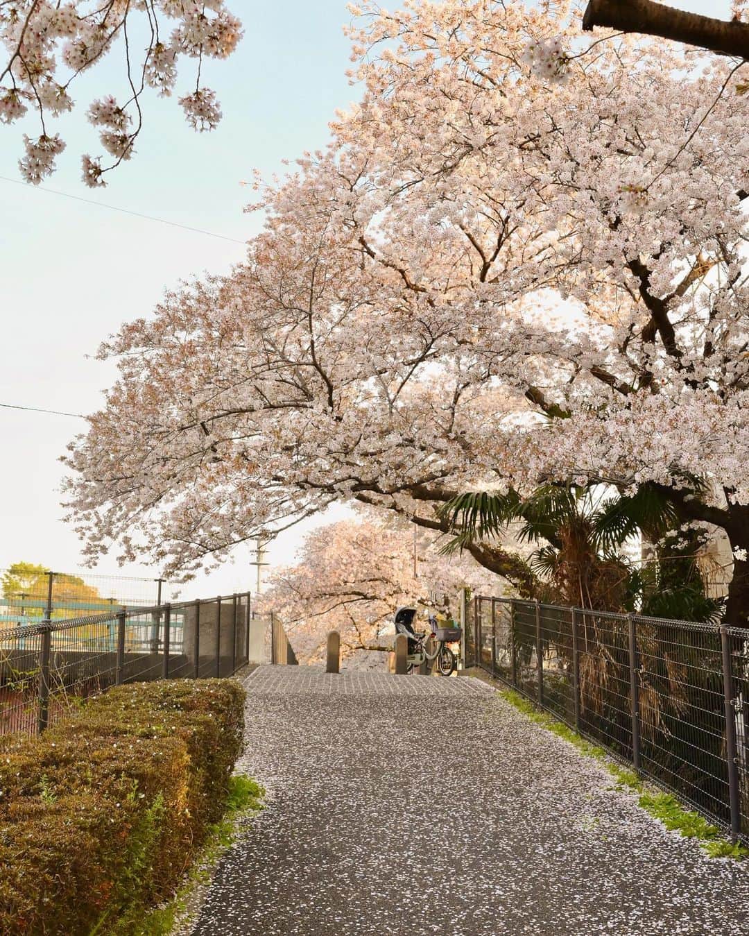 MEGのインスタグラム：「“残堀川の桜並木”🌸  #残堀川 #桜 #桜並木  #cherryblossom」