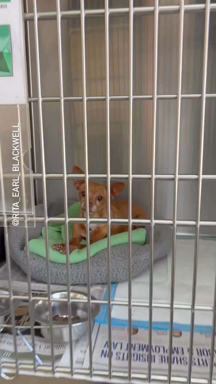 ブラッド・ゴレスキーのインスタグラム：「***UPDATE 🎉 RESCUED BY @carecolumbus812 🥳🥳🥳🥳 PICKLES 💕 #A5541878 10yo itty bitty spayed female 6-lbs. Surrendered to the shelter back in March and still waiting to find a new family. I am not sure why surrendered but will update if they left info.  I love her!   She is quiet in her kennel and when you open that kennel door she scurries right over to try and get in your arms.   Medical notes State ‘overweight ‘ at 8lbs when she arrived - now just 6lbs. She has severe dental disease.   Let’s get this babe seen!  PLEASE share, tag comment or drop a ❤️ to help!  She’s available for adoption or rescue at the Lancaster Animal Care Center in Los Angeles, CA.   OPEN TO THE PUBLIC  Everyday  2-5pm Wednesday’s:  2-7pm  Need more info ☎️ (661)940-4191  ACCLancaster@AnimalCare.LACounty.gov  *no foster or transport program at this Care Center*  LOS ANGELES CALIFORNIA  POSTED: 4.10.23 #seenequalssaved」