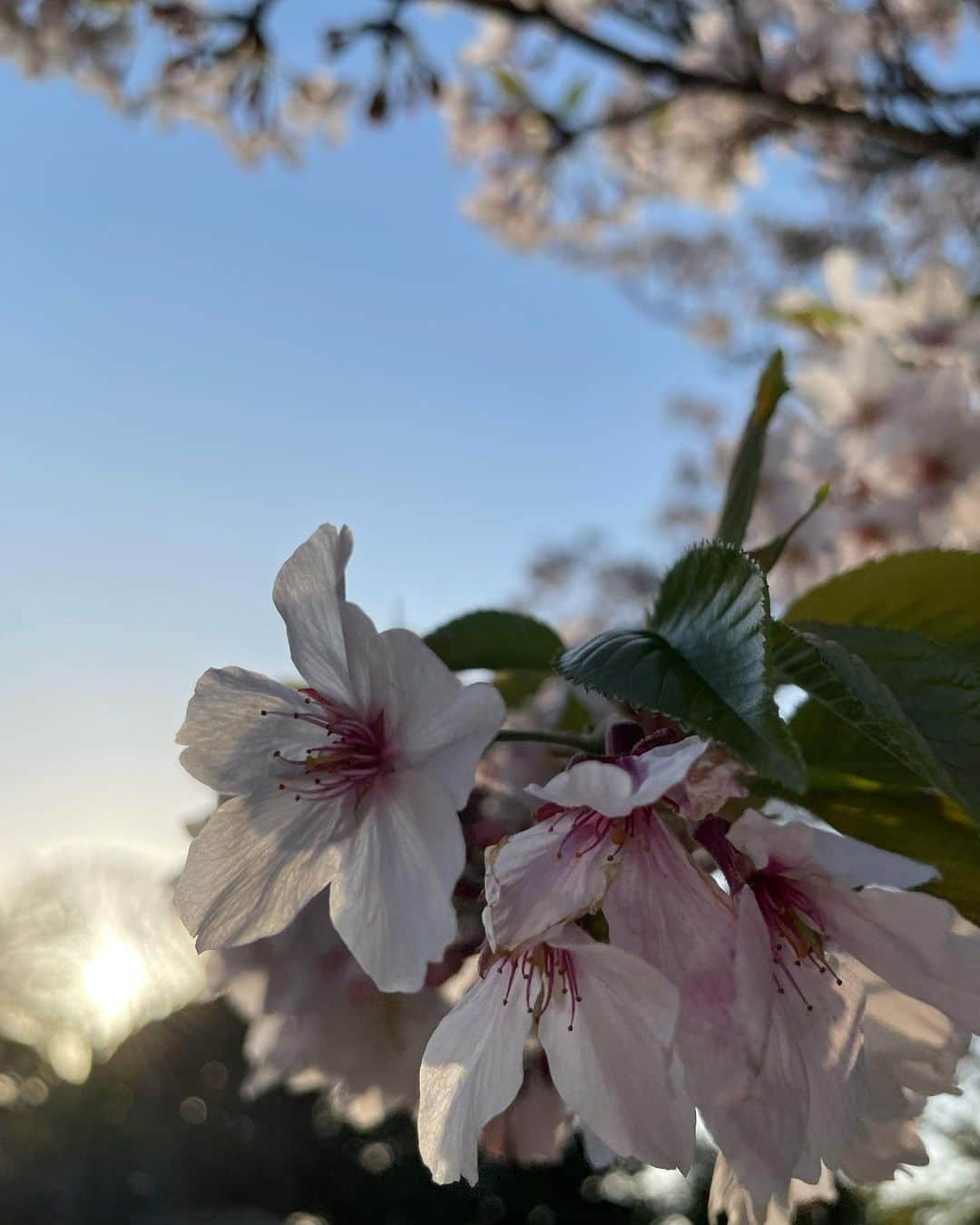 井上玲音さんのインスタグラム写真 - (井上玲音Instagram)「・ ・ 葉桜  #葉桜 #井上玲音」4月10日 21時27分 - rei_inoue.official