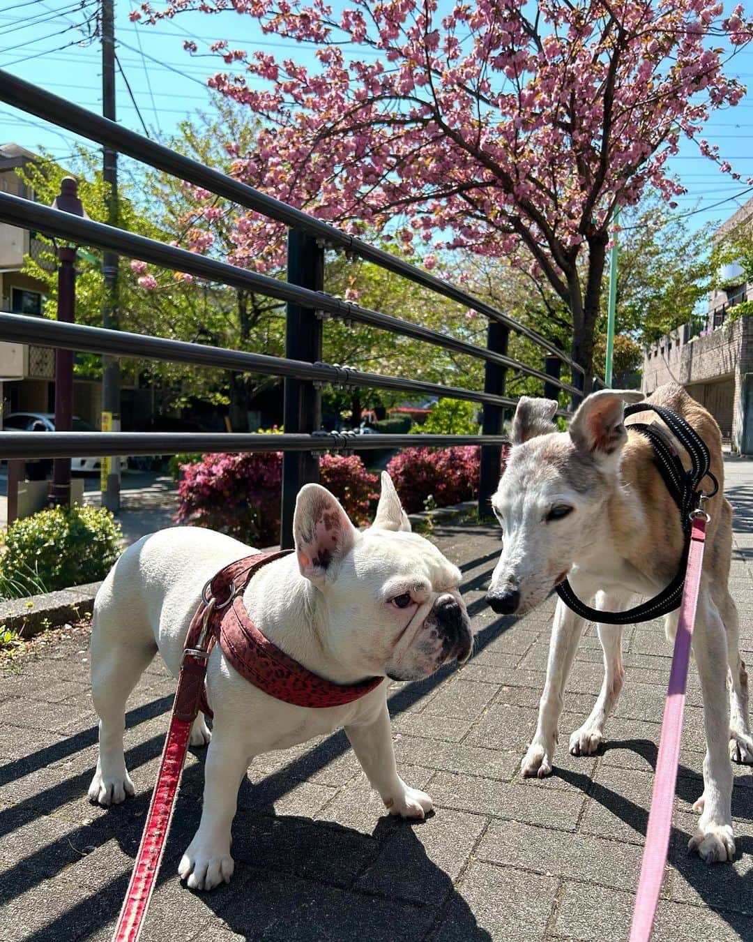 なべやかんのインスタグラム