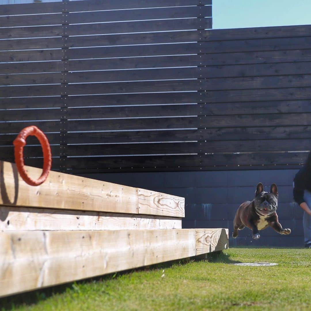 Turbo_dad フレブルのターボのインスタグラム：「12歳、まだまだ飛べます🛫  #french #frenchbulldog #frenchbulldogsofinstagram #frenchbully #frenchbulldoglife #buhi #dogstagram #doglife #beach #館山 #landscape #フレンチブルドッグ #フレブル #フレンチブルドッグライフ #フレブルのいる生活 #フレブルのいる暮らし #フレンチブルドッグのいる生活 #フレンチブルドッグのいる暮らし #ブヒ #trip #飛行犬 #flyingdog」