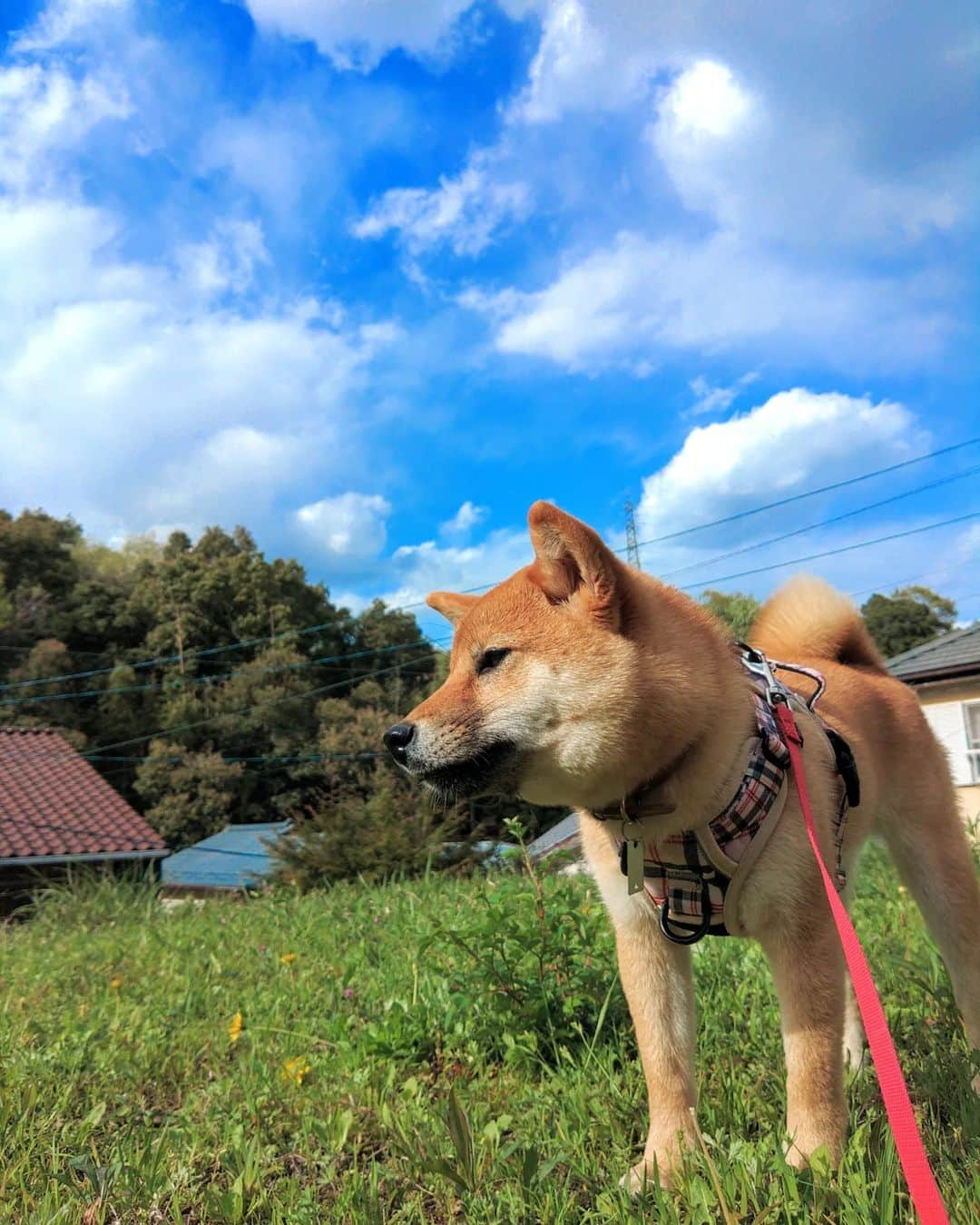 わたをさんのインスタグラム写真 - (わたをInstagram)「徳島は晴れとるでよ🌞  2枚目はこないだの晴れと🍣  #おうちごはん #朝ごはん#おすしちゃん #柴犬 #豆柴 #犬部 #犬のいる暮らし #徳島 #🍣 #Yummy #Delicious #Japan #japanesefood #breakfast」4月11日 7時21分 - watao.n