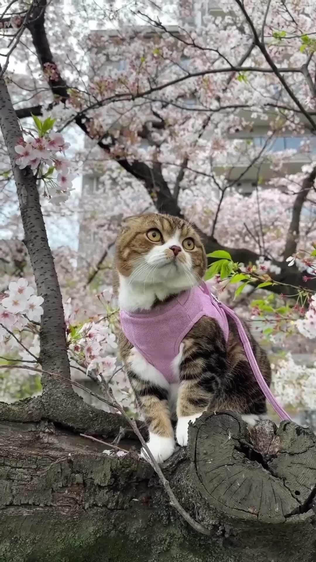 のインスタグラム：「From @yayoi89: "Beautiful 🌸" #catsofinstagram」