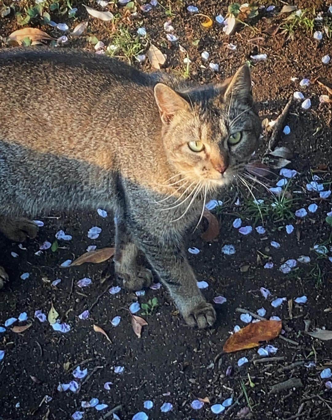 前野えまのインスタグラム