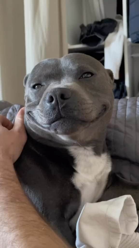 Pit Bull - Fansのインスタグラム：「☺️😍 - @rio.thebluestaffie」