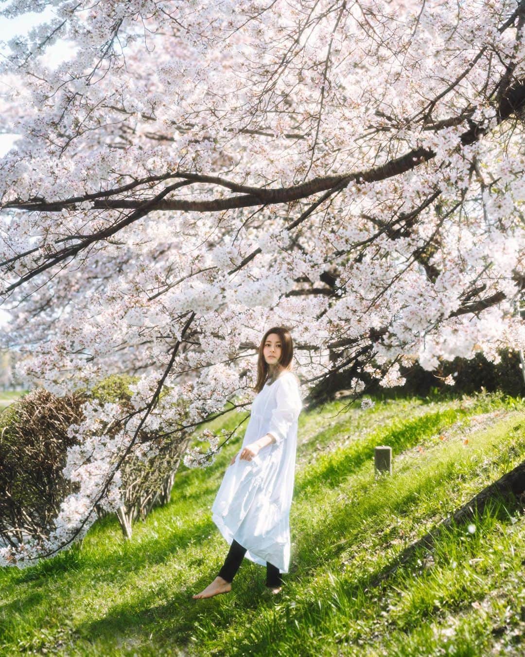 ASUKAさんのインスタグラム写真 - (ASUKAInstagram)「. この日の撮影は桜もお天気も最高すぎて🌸☀️  写真が選びきれない🥹🥹  @headman_tossy   #桜 #お花見 #さくら #cherryblossoms #sakura  #京都 #kyoto #鴨川」4月11日 8時35分 - a.asuka.a