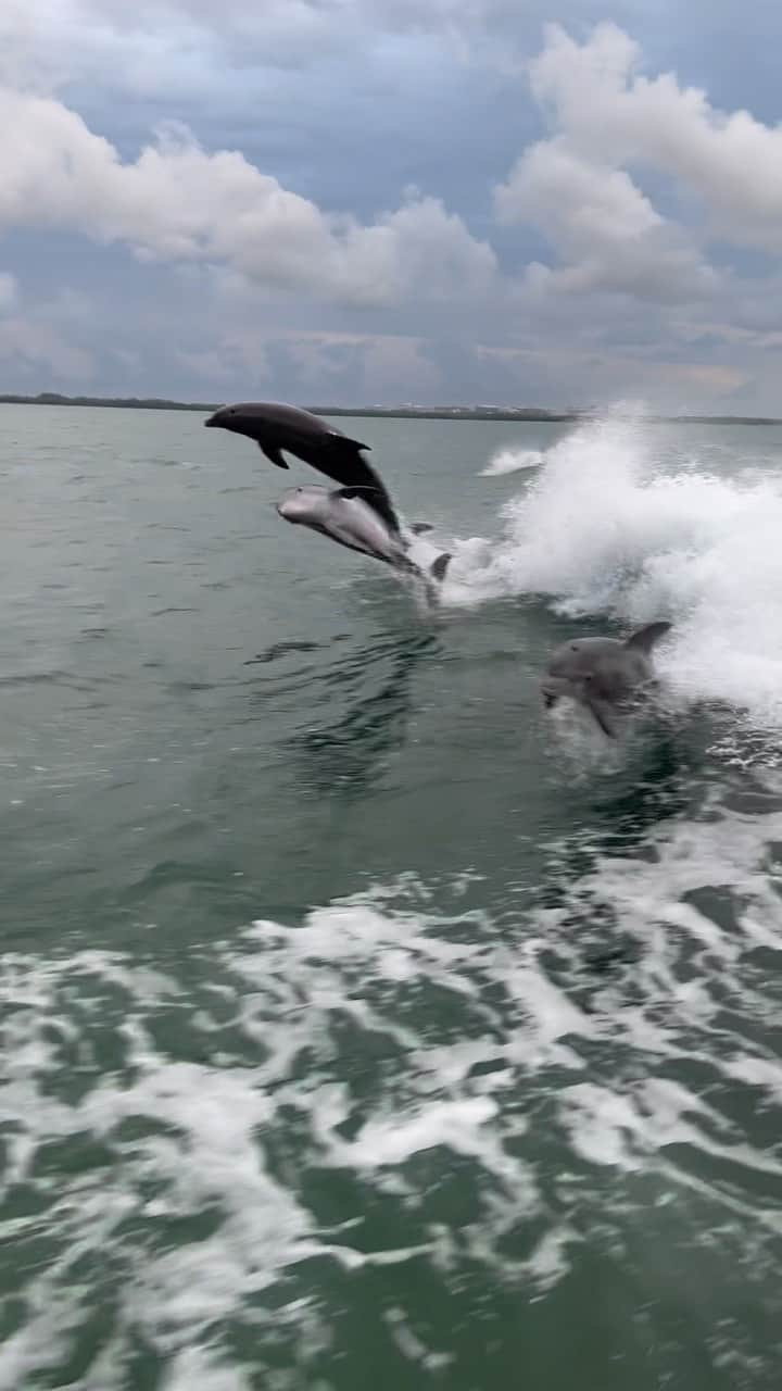 スコット・ディジックのインスタグラム：「I’m such a baby ‘cause the dolphins made me cry 🎵」