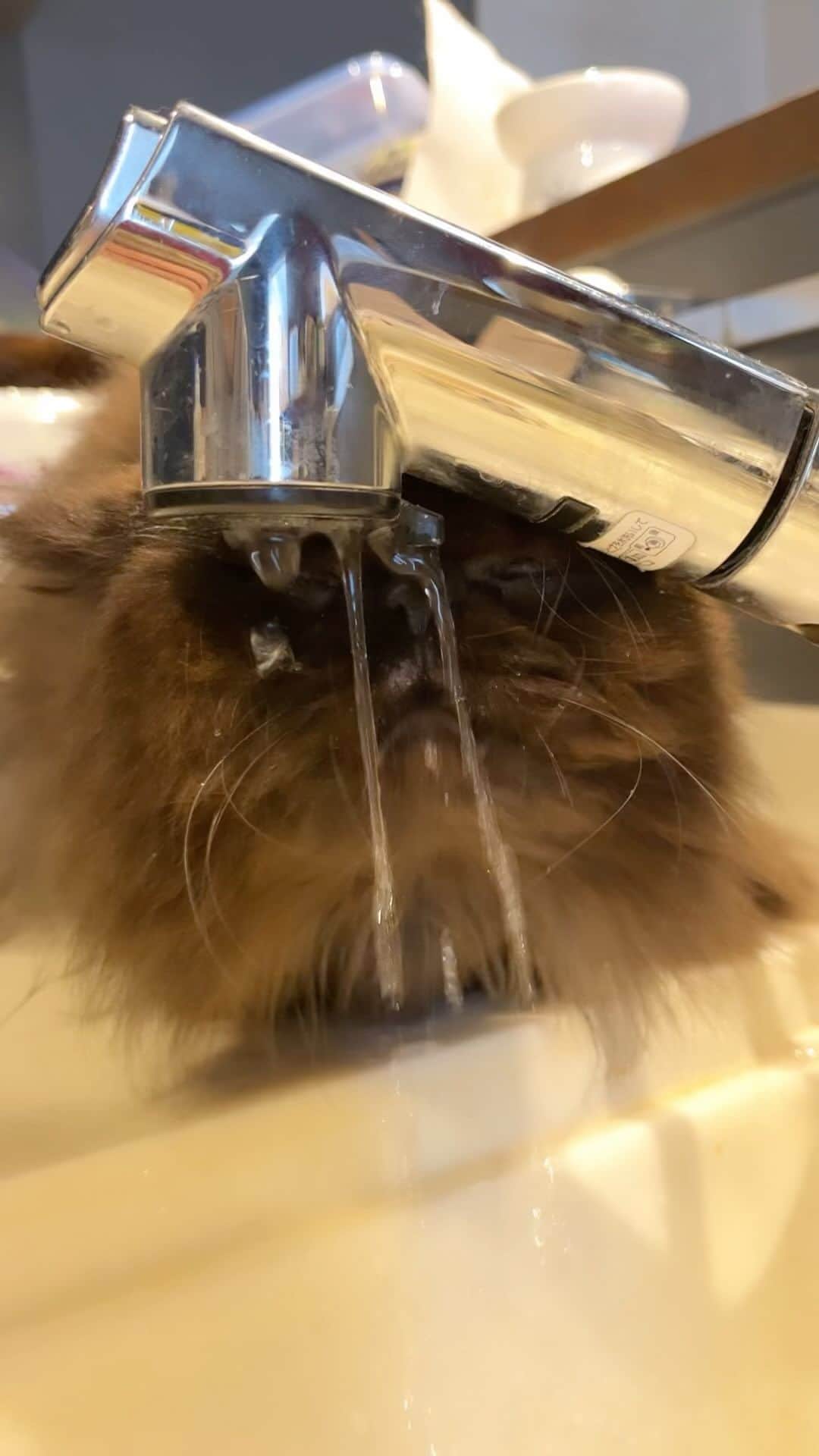 Qのインスタグラム：「Buddha ちゃんと飲めてる かわちぃ🫶 #滝行」