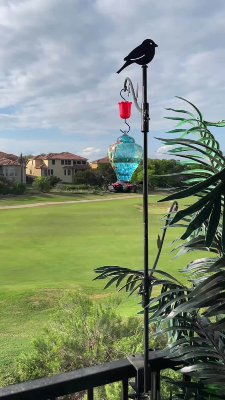 のインスタグラム：「Live video #hummingbirds #stoneoak #texas」