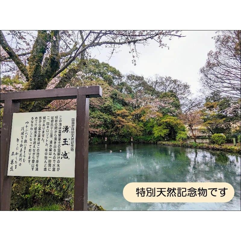 あぽりさんのインスタグラム写真 - (あぽりInstagram)「雨で旅行中一度も富士山を見ることが出来なかったのが残念！🗻⁡ ⁡またいつか！⁡ ⁡浅間大社、とても素晴らしい神社でした✨⁡ ⁡⁡ ⁡詳しくは、ストーリー、ハイライト、⁡ ⁡プロフィール(@apori33 )のリンクから⁡ ⁡飛んで読んでみてください♪⁡ ⁡⁡ ⁡昨日のポストにコメントありがとうございました😊⁡ ⁡今回は、ある理由があって(それも後半で書きます)、⁡ ⁡富士花鳥園へ行きました🐦⁡ ⁡掛川花鳥園の方が規模が大きいみたいなので、掛川も行ってみたい‪💕⁡ ⁡⁡ ⁡ #旅行  #家族旅行  #春休み  #静岡県  #富士山本宮浅間大社  #絵日記  #絵日記ブログ  #イラスト  #イラストエッセイ  #漫画  #漫画ブログ  #あぽり  #ライブドアインスタブロガー  #ライブドア公式ブロガー⁡ ⁡⁡ ⁡」4月11日 8時40分 - apori33