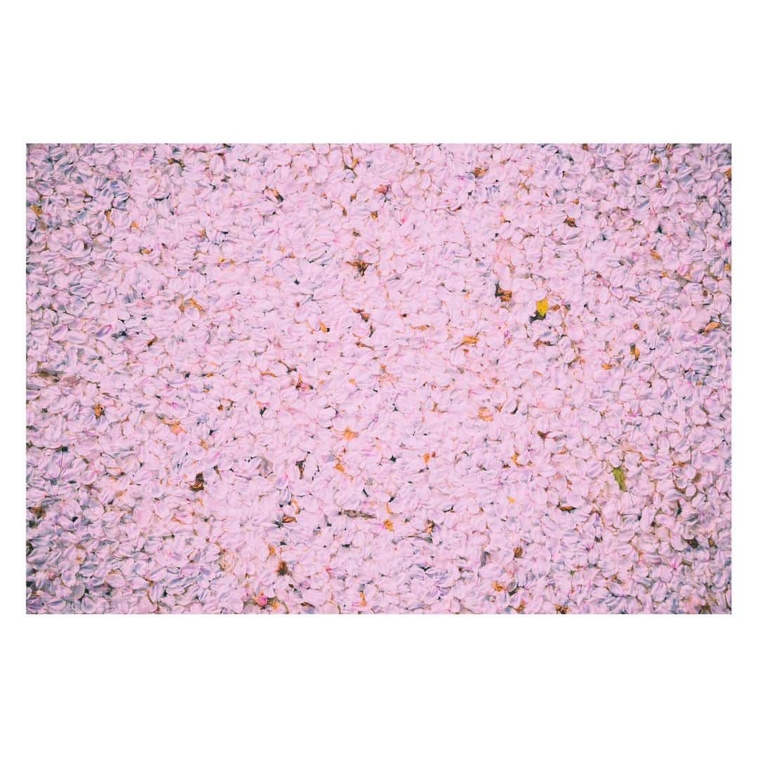 yamatoさんのインスタグラム写真 - (yamatoInstagram)「梅が咲いて散って、桜が咲いて散って、藤が、紫陽花が、向日葵が、秋桜が、  いつもなにかの終わりに絶望を感じずに前を向いていられるのは同時にいつもなにかが始まってくれるからだと思う。」4月11日 0時06分 - yamato1226