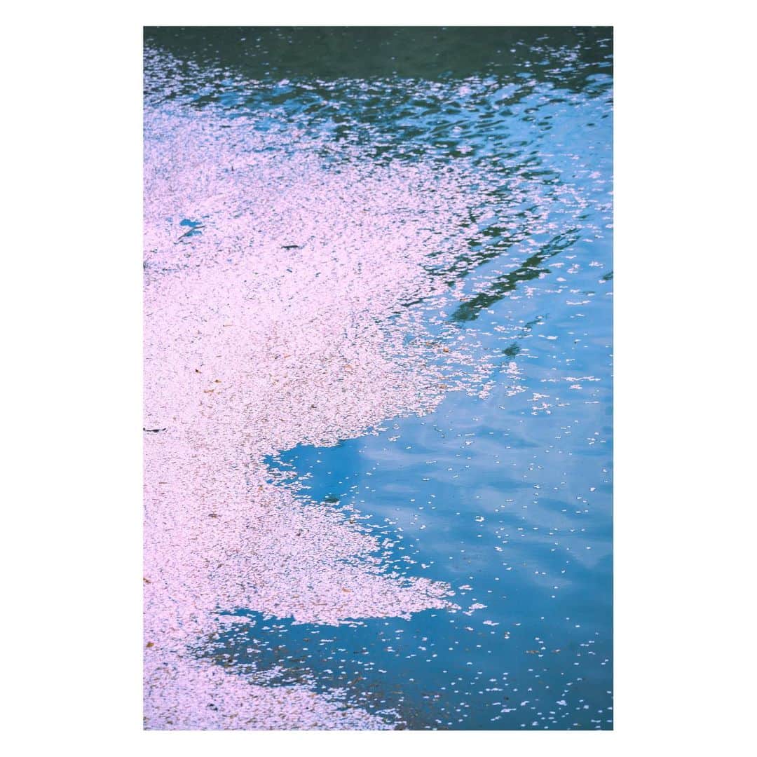 yamatoのインスタグラム：「梅が咲いて散って、桜が咲いて散って、藤が、紫陽花が、向日葵が、秋桜が、  いつもなにかの終わりに絶望を感じずに前を向いていられるのは同時にいつもなにかが始まってくれるからだと思う。」