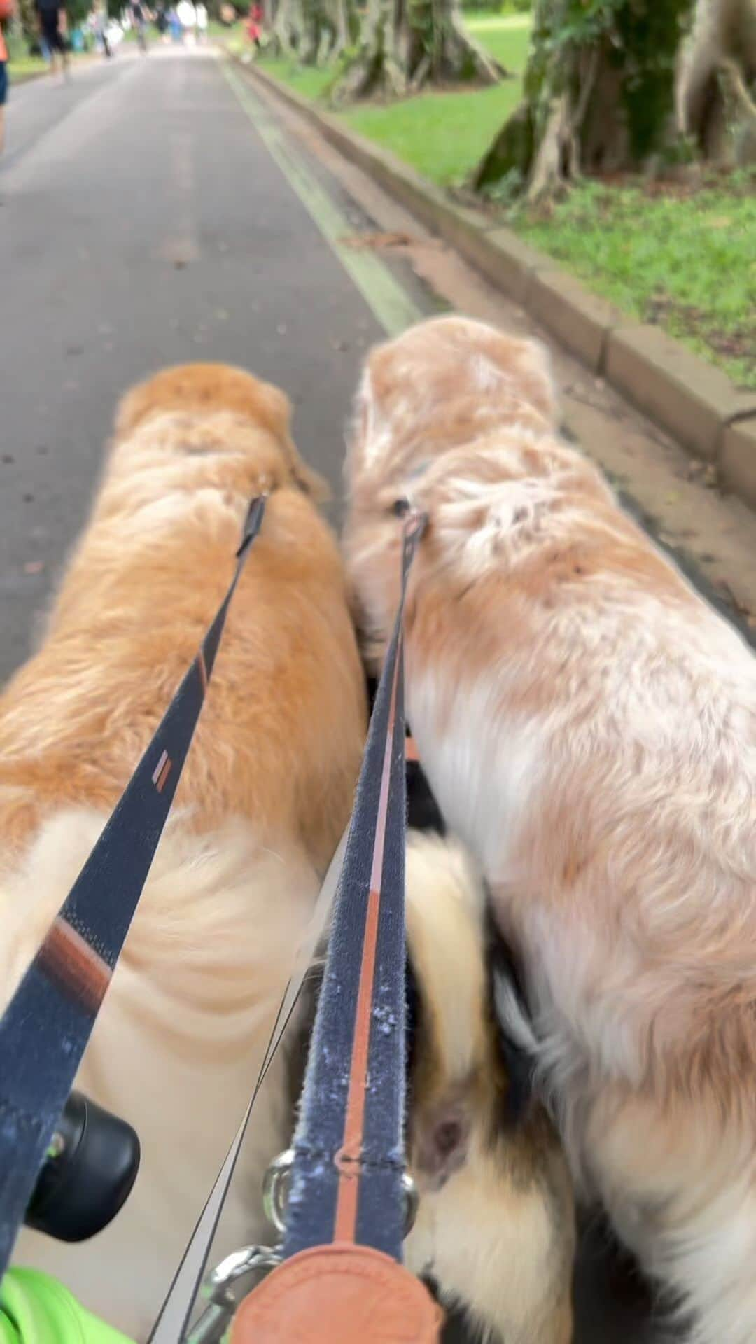 Bobのインスタグラム：「Maria que lute 😂 . #toinvisivel #dogs #dogsofinstagram #reels #reelsinstagram #brothers #goldenretriever #goldenretrieversofinstagram #viralatinhasdoinstagram #viralatas #srd #srdbrasil」