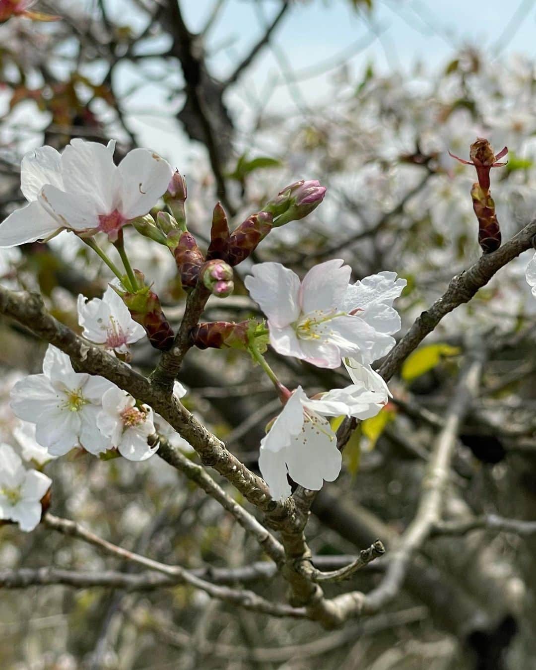 広瀬彩海のインスタグラム：「次の桜が咲いたら もう会えなくなっているんでしょう 寒さを凌ぐだけでいい 冬のままでいて  っていい歌詞だよね（自画自賛） 桜が咲いて新しい環境に身を置いたら 君はもう私のことなんか気にも留めてくれなくなるんだろうから、 新しい出会いの少ない、寒くて人肌恋しい季節にすがりたいんですねえきっと、、、  オリジナルの桜っていう曲の一節です。 よかったら4月23日聴きに来てね...🌸  #se4through ライブのタグこれにします🩵」