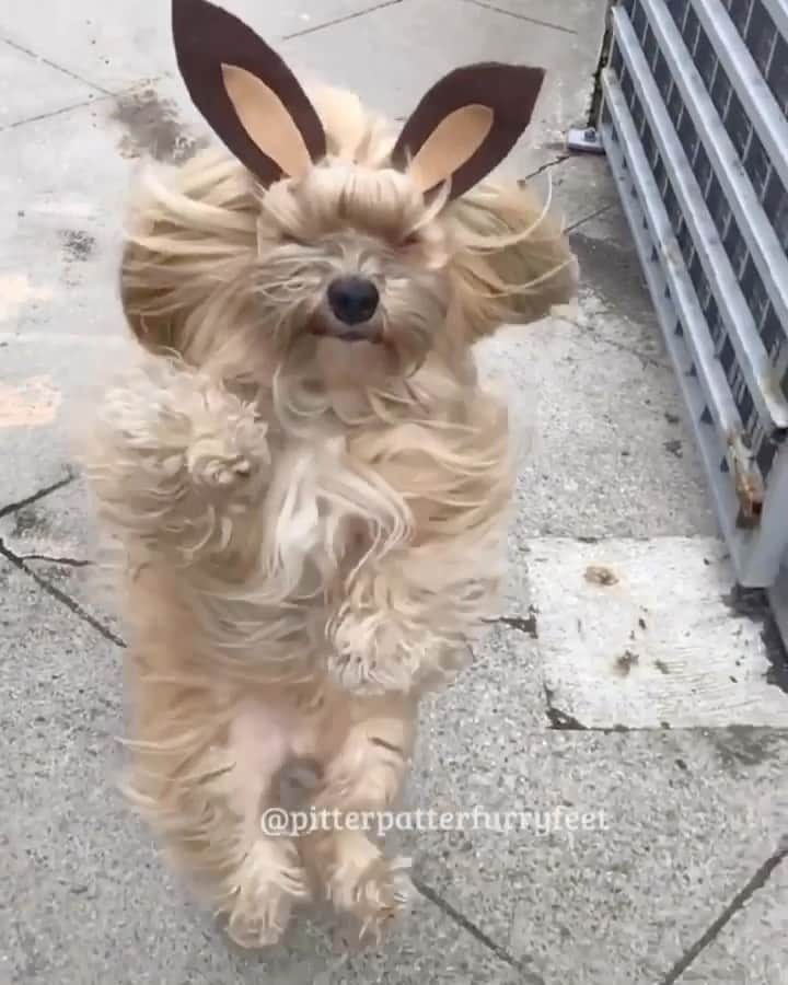 Holly Sissonのインスタグラム：「Did the Easter Bunny visit you yesterday? 🐶🐰🤣 (📷: @hollysisson) ~ #Havanesedog #easterbunny」