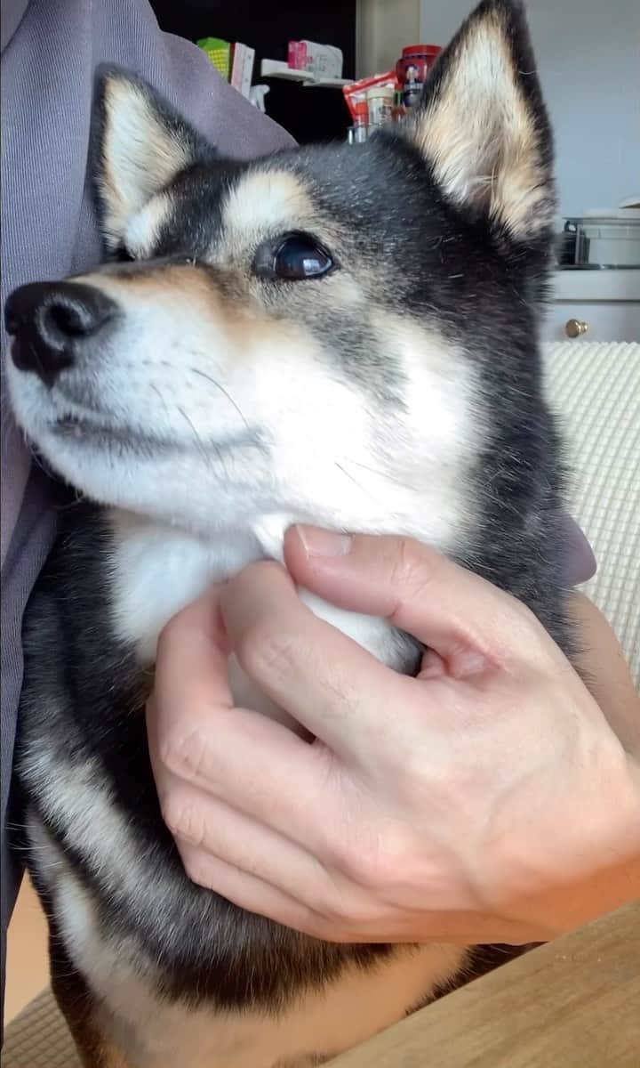 吾子のインスタグラム：「・ ・ ・ ・ ・ おとしゃんうまうまは🐶❓💕 ・ はいはい👱🏻‍♂️🥩 ・ ・ ・ ・ ・ ・ ・ ・ ・ ・ ・ ・ ・ ・ ・ ・ ・ ・ ・ ・ ・ ・ ・ ・ ・ ・ ・ ・ #おとしゃんはすぐくれる #ちょろいわん🐶💕 #sapporo  ・ 北海道の柴犬 #柴北会 の皆ワン🐶お散歩ドロドロになるけどちゃんと足洗おうねー ・ #adorable #instadog#shibainu#dog#柴犬ライフ #instashiba#柴犬マニア #9gag #barked #kuroshiba#socute #cutedog#いぬのきもち #黒柴 #dogstagram_japan」