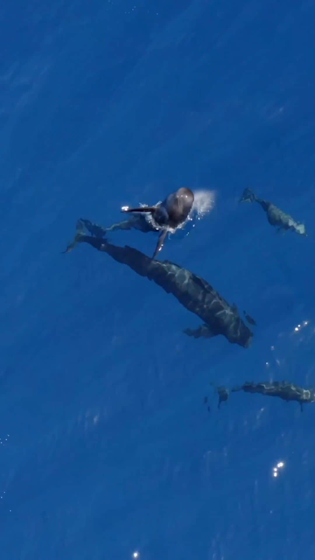 のインスタグラム：「Video by @bertiegregory | Pilot whales and oceanic bottlenose dolphins play around off the coast of Costa Rica. Witnessing two different species interacting in this way was particularly special. Filmed for my show "Epic Adventures with Bertie Gregory," now streaming on @disneyplus.」