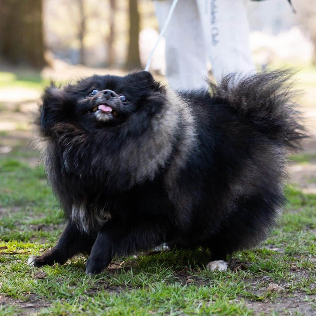 The Dogistさんのインスタグラム写真 - (The DogistInstagram)「Munjee, Pomeranian (1 y/o), Central Park, New York, NY • “He’s pretty lazy – sleeps all day. He loves to eat, but not his meal. Just snacks and homemade dried chicken. He’s also scared of his poop – he poops and then he runs away from it.” @m_u_n_j_e_e」4月11日 1時10分 - thedogist