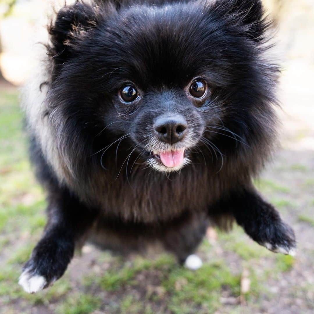 The Dogistさんのインスタグラム写真 - (The DogistInstagram)「Munjee, Pomeranian (1 y/o), Central Park, New York, NY • “He’s pretty lazy – sleeps all day. He loves to eat, but not his meal. Just snacks and homemade dried chicken. He’s also scared of his poop – he poops and then he runs away from it.” @m_u_n_j_e_e」4月11日 1時10分 - thedogist