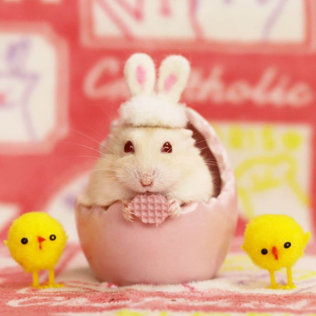 hamster_mocoさんのインスタグラム写真 - (hamster_mocoInstagram)「HappyEaster🥚🐇🐹🌼*･  何年か前にまるっと小動物展で買ったさ えこちゃん @bon.1218  のうさぎ帽子💓  ハム友さん達の可愛いなりきりお写真をみて懐かしくなったからお空のキミちゃんのなりきりうさぎ写真をアップしまーす🐹🌈 #お空の子 黄色くてふわふわでヒヨコみたいだったキミちゃん可愛いかったなぁ…また会いたいよ🥹💓 2023.4.11   #ハムスターキミ #イエローハムスター #レッドアイ #ハムスター #ジャンガリアンハムスター」4月11日 1時36分 - asahi.fl