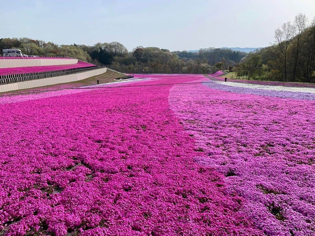 依田司さんのインスタグラム写真 - (依田司Instagram)「4月11日（火） 栃木県市貝町「芝ざくら公園」から。 赤・ピンク・紫・白の４色の芝桜。その数、およそ２０万株が咲き誇っています。 今年は、各地で桜の開花が早かったように コチラの芝桜も、例年より一週間早く、満開となりました。長さ300mもあり、町を流れる「小貝川」をイメージして雄大に植えられています。 そして、花より団子の方も大満足。 お蕎麦は、地元産を毎朝手打ちした逸品。間違いのないコシとツルッとした喉越し、筍ご飯は味が濃くシャキッとした食感も最高。また、お蕎麦のデザートは初めての味。これで1200円とコスパ最強。シメはご当地キャラ「サッちゃん」のサッちゃんぷりん。とぅるっと食感でなめらか。お腹を空かせてお越しください。  #市貝町芝ざくら公園 #依田さん #依田司 #お天気検定 #テレビ朝日 #グッドモーニング #気象予報士 #お天気キャスター #森林インストラクター #グリーンセイバーアドバンス #プロジェクトワイルド #IPCC伝導者 #japan #japantrip #japantravel #unknownjapan #japanAdvenそture #japanlife #lifeinjapan #instagramjapan #instajapan #療癒 #ilovejapan #weather #weathercaster #weatherforecast」4月11日 8時53分 - tsukasa_yoda