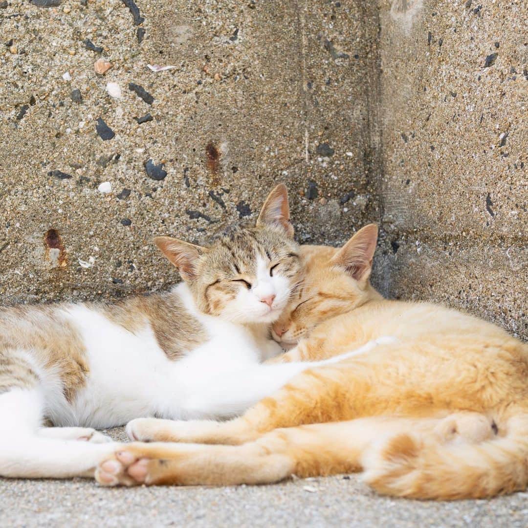 五十嵐健太のインスタグラム：「仲良し #猫　#cat」