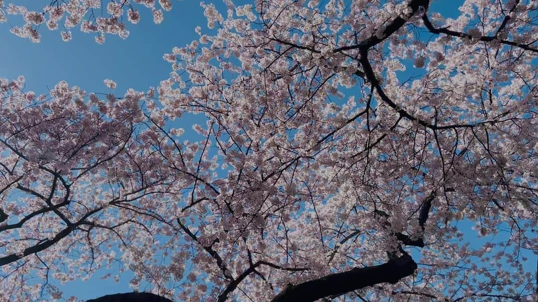 ラファエル・スバージのインスタグラム：「Oh the glorious moment that spring lands, letting itself be seen and heard, with smells of blossoms and sunshine. It’s a gentle reward for having come through the cold and bleak days of winter.   I’m not saying it’s my FAVORITE season— love them all for different unique reasons— but the #cherryblossoms give me hope and wonder and open my imagination to what’s to come.」