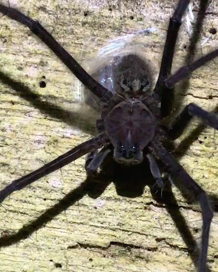 のインスタグラム：「Footage by Javier Aznar @javier_aznar_photography |  A fishing spider (Trechalea sp.) is wrapping its prey in silk—very carefully—at night next to a river in the Jama-Coaque Ecological Reserve in Ecuador. The males of some species in this genus present wrapped nuptial gifts to females in order to reproduce, but it's difficult to confirm that's what was happening here. Read more about spiders at the link in bio and follow @javier_aznar_photography for more.」