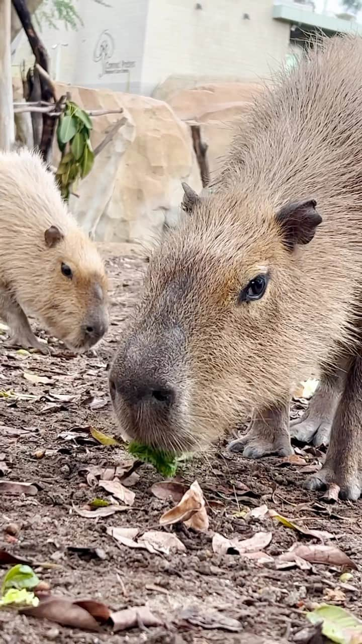 San Diego Zooのインスタグラム