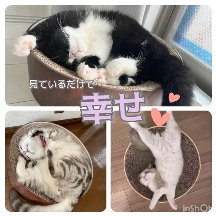 猫壱（ねこいち•ネコイチ）のインスタグラム：「見ているだけで幸せになれる猫はすごい🥺❤︎  @ragdoll__uni_1209 さん @mika_mikan_125 さん @otk0807 さん お写真をありがとうございました😊 お写真の商品は バリバリボウル でした🐈  :::::::::猫壱 :::::::   猫壱商品を使ってくれている写真や動画に【猫壱写真館】のハッシュタグをつけてポストしてください✨  猫壱SNSなどでリポスト・紹介されるかも？！  猫壱HPにも掲載されるチャンスも🥺  ぜひ皆さんハッシュタグをつけてポストしてくださいね🥺    @necoichicojp のハイライトから応募要項をチェックして是非ご応募くださいね❤   Reproduction is  prohibited.  ...........................................................................  #猫壱写真館  #猫壱 #necoichi ...........................................................................」