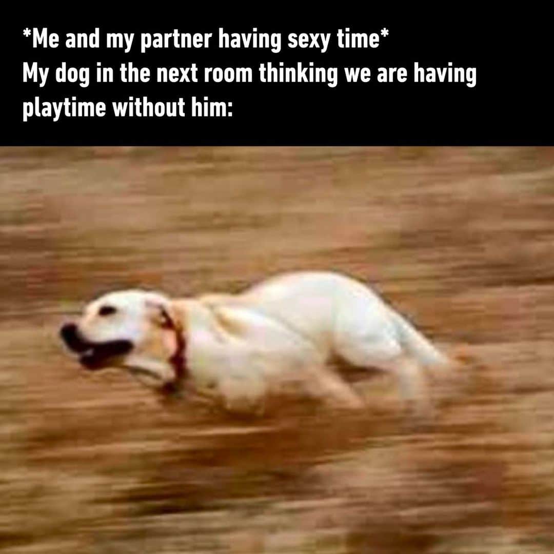 9GAGさんのインスタグラム写真 - (9GAGInstagram)「🐶: what's that sound  - #dog #partner #couple #relationship #memes #9gag」4月11日 7時01分 - 9gag