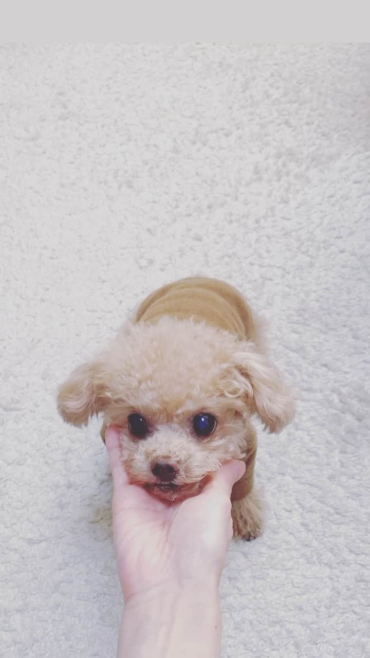 ふわのインスタグラム：「毎回笑ってしまいます。 元気でよろしい☺︎  #toypoodle#toypoodlegram#dogsofinstagram#instadog#doglover#doglife#cutedog#dog#fuwamama#ふわ#ふわもこのふわ#トイプードル#ふわもこ部#犬バカ部#親バカ部#犬のいる暮らし#いぬすたぐらむ#食いしん坊」