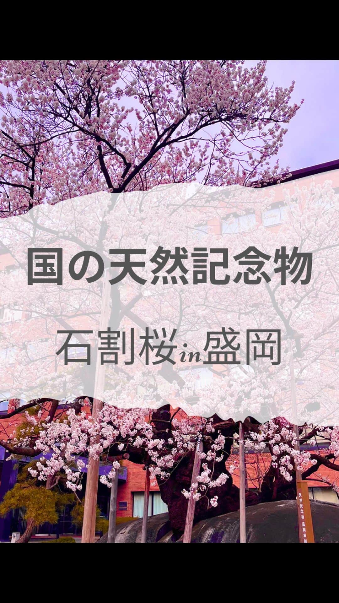 三津谷亮のインスタグラム：「・ ・  #天然記念物 #石割桜 #桜  #岩手 #盛岡 #盛岡れーめん   ・ ・」