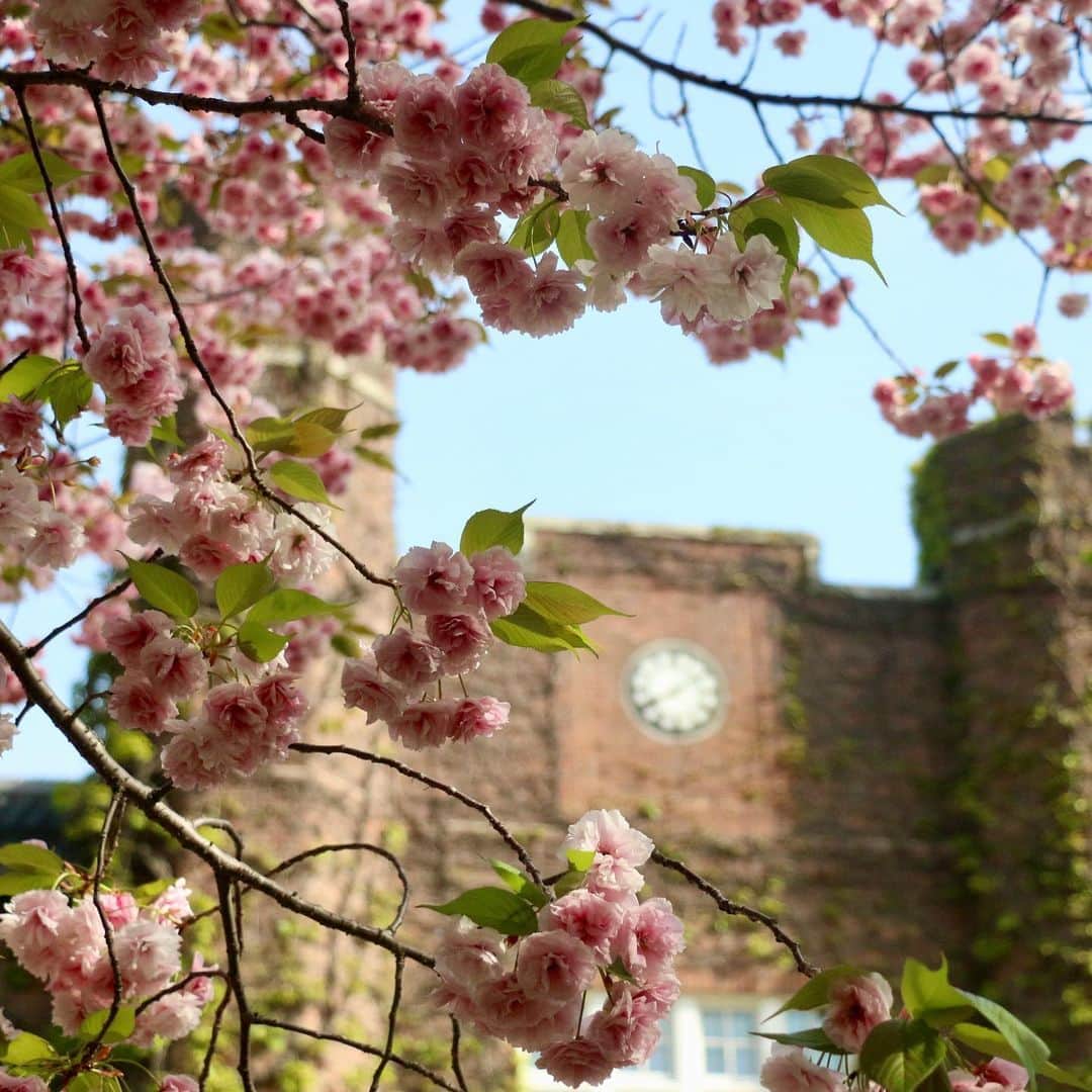 立教大学さんのインスタグラム写真 - (立教大学Instagram)「今年は例年より早く池袋キャンパス第一食堂前の藤棚が咲き始めています。藤棚の下を通るととてもいい香りが漂ってきます。 本館前の八重桜も見ごろを迎えています。  受験生の皆さんもぜひキャンパスにお越しください！#立教大学 の#大学見学 は毎日見学可能です。 https://www.rikkyo.ac.jp/admissions/visit/tours/visit01.html  #立教 #キャンパス見学 #オープンキャンパス」4月11日 16時51分 - rikkyouniv