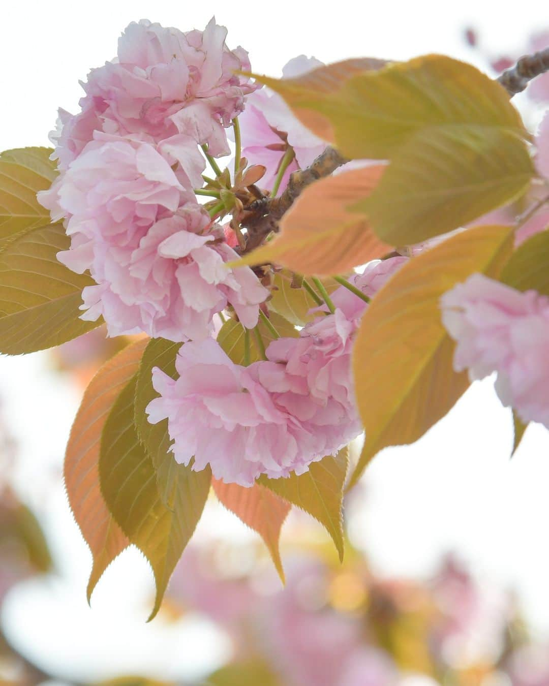 平塚市さんのインスタグラム写真 - (平塚市Instagram)「桜レポート🌸　さくら通りの八重桜 市役所東側のさくら通りの八重桜は今がまさに見頃です。花びらが重なって咲くことから八重桜と呼ばれる、丸くふんわりとしたピンク色のかわいらしい桜です✨ ちょっと足を延ばして桜並木の下を歩いてみてはいかがでしょうか🚶  #手をつなぎたくなる街 #hiratsukagood #hiratsuka#平塚 #kanagawaphotoclub #湘南#shonan #八重桜 #季節の花 #季節の花を楽しむ #桜 #さくら #はなまっぷ #ザ花部 #花の写真館 #花のある暮らし #best_moments_flora #mst_flower #今日もお疲れ様でした #週末の過ごし方 #日々#暮らし #instagramjapan#igersjp #japanphoto」4月11日 17時00分 - hiratsukagood