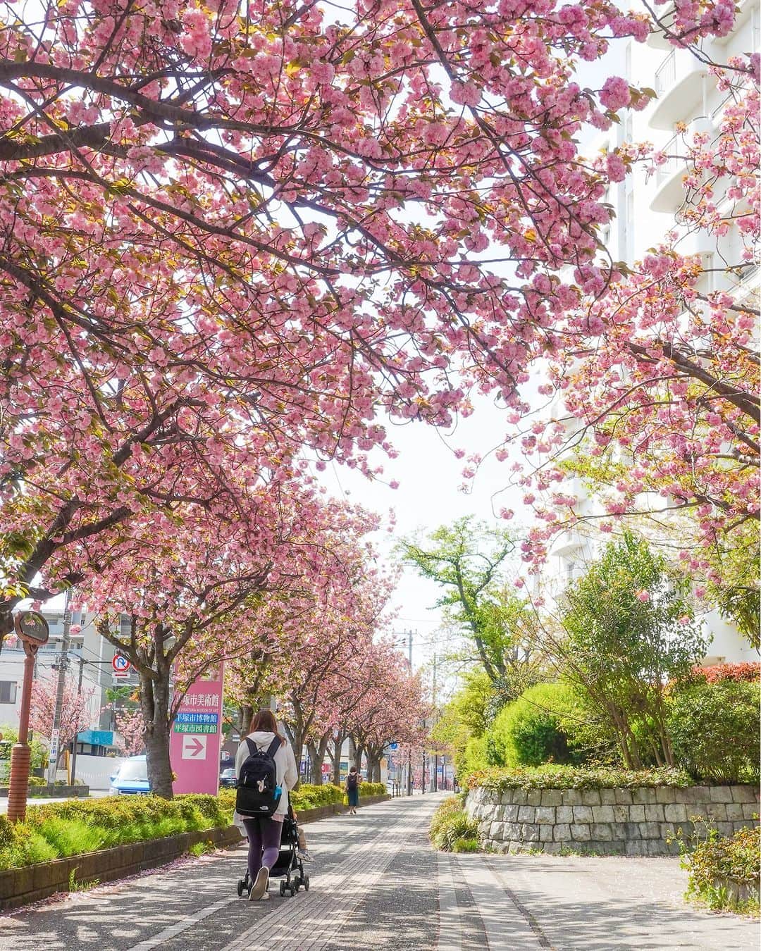 平塚市さんのインスタグラム写真 - (平塚市Instagram)「桜レポート🌸　さくら通りの八重桜 市役所東側のさくら通りの八重桜は今がまさに見頃です。花びらが重なって咲くことから八重桜と呼ばれる、丸くふんわりとしたピンク色のかわいらしい桜です✨ ちょっと足を延ばして桜並木の下を歩いてみてはいかがでしょうか🚶  #手をつなぎたくなる街 #hiratsukagood #hiratsuka#平塚 #kanagawaphotoclub #湘南#shonan #八重桜 #季節の花 #季節の花を楽しむ #桜 #さくら #はなまっぷ #ザ花部 #花の写真館 #花のある暮らし #best_moments_flora #mst_flower #今日もお疲れ様でした #週末の過ごし方 #日々#暮らし #instagramjapan#igersjp #japanphoto」4月11日 17時00分 - hiratsukagood