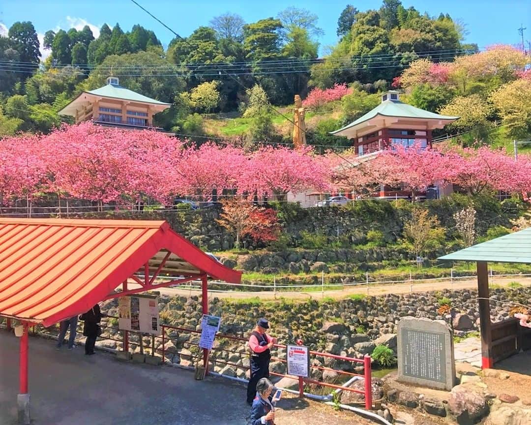 九州電力さんのインスタグラム写真 - (九州電力Instagram)「谷底に広がる桜の雲海🌸☁ . 大分県大分市に位置する「一心寺」は、昭和38年に建立されたお寺です。県下では最大級の八重桜（ぼたん桜）の名所で約800本の八重桜が咲きます🌸 . 4月17日まで「一心寺ぼたん桜雲海祭り」が開催され、手作りの桜もちの販売が行われます。 . 山に囲まれた谷底に雲海のように広がる八重桜を楽しんでみてはいかがでしょうか？ . -------------- 【一心寺ぼたん桜雲海祭り】 ・期　間：4月6日(木)～4月17日(月) ・場　所：一心寺（大分市大字廻栖野1305） ・時　間：9:00~17:00 ・拝観料：1,000円（中学生以上） 　　　　　 300円（小学生 ）/ 　　　　　　　　　幼児は無料 -------------- ※開花状況や「一心寺ぼたん桜雲海祭り」についての各種情報は公式HPをご確認ください。 . ※写真提供：一心寺 ※写真は過去に撮影されたものです。 . 気兼ねなくお出かけできる日が来るまで、お届けする九州の風景が、皆さまの元気や癒しになれば幸いです🍀 九電グループでは、「あしたプロジェクト～あしたを、しんじて、たすけあおう～」を展開しています。詳しくは、HPをご覧ください✨ . #九州電力 #大分 #一心寺 #不動尊一心寺 #牡丹桜 #八重桜 #桜もち #ぼたん桜 #一心寺ぼたん桜雲海まつり #🌸 #はなまっぷ #桜 #お花見スポット #桜スポット」4月11日 17時00分 - kyuden_official