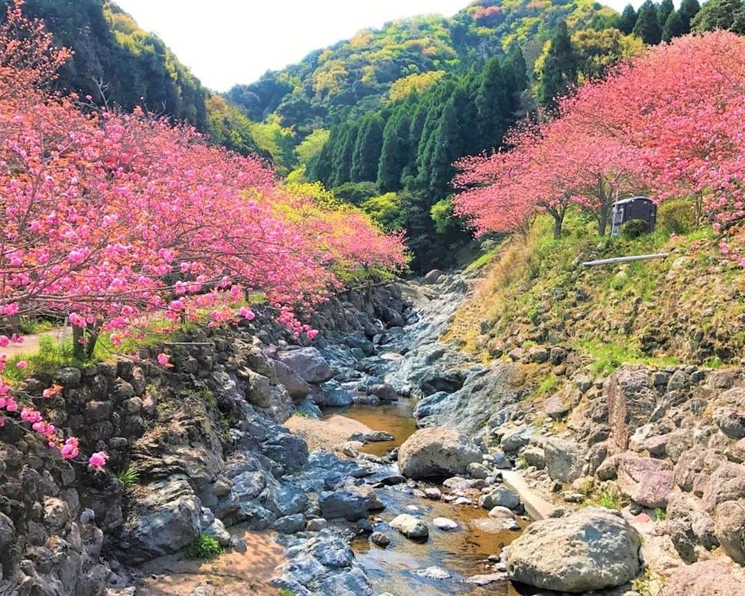 九州電力さんのインスタグラム写真 - (九州電力Instagram)「谷底に広がる桜の雲海🌸☁ . 大分県大分市に位置する「一心寺」は、昭和38年に建立されたお寺です。県下では最大級の八重桜（ぼたん桜）の名所で約800本の八重桜が咲きます🌸 . 4月17日まで「一心寺ぼたん桜雲海祭り」が開催され、手作りの桜もちの販売が行われます。 . 山に囲まれた谷底に雲海のように広がる八重桜を楽しんでみてはいかがでしょうか？ . -------------- 【一心寺ぼたん桜雲海祭り】 ・期　間：4月6日(木)～4月17日(月) ・場　所：一心寺（大分市大字廻栖野1305） ・時　間：9:00~17:00 ・拝観料：1,000円（中学生以上） 　　　　　 300円（小学生 ）/ 　　　　　　　　　幼児は無料 -------------- ※開花状況や「一心寺ぼたん桜雲海祭り」についての各種情報は公式HPをご確認ください。 . ※写真提供：一心寺 ※写真は過去に撮影されたものです。 . 気兼ねなくお出かけできる日が来るまで、お届けする九州の風景が、皆さまの元気や癒しになれば幸いです🍀 九電グループでは、「あしたプロジェクト～あしたを、しんじて、たすけあおう～」を展開しています。詳しくは、HPをご覧ください✨ . #九州電力 #大分 #一心寺 #不動尊一心寺 #牡丹桜 #八重桜 #桜もち #ぼたん桜 #一心寺ぼたん桜雲海まつり #🌸 #はなまっぷ #桜 #お花見スポット #桜スポット」4月11日 17時00分 - kyuden_official