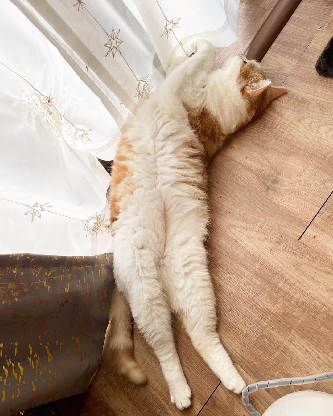 にゃんすくんのインスタグラム：「今日あちぃもんな🫠  お腹のチャックも開けたくなるよね。  #換毛期はじめました  #cat #猫 #動物 #happy #funny #american #アメショ #ピクネコ #ペコねこ部 #catlover #instacat #ニャンスタ #にゃんすたぐらむ #pet #animal #面白い #癒し #猫」