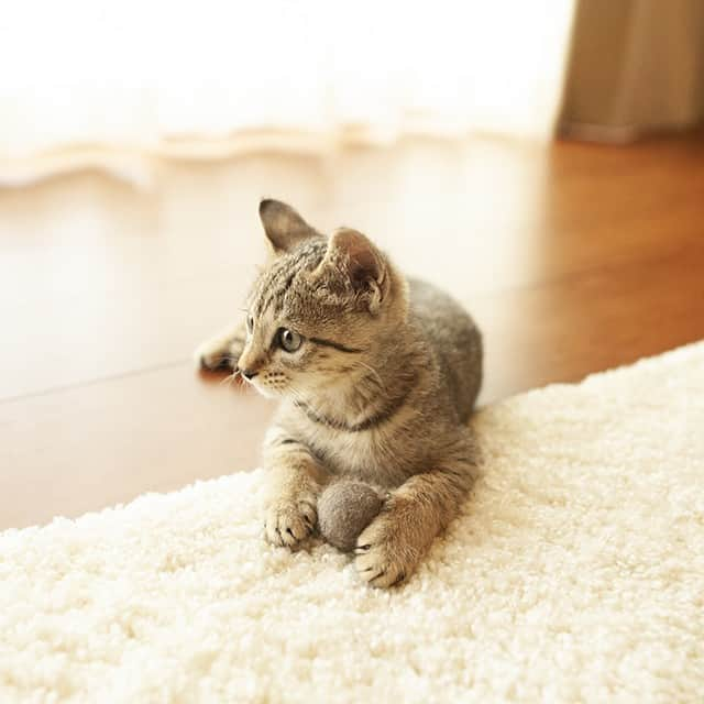 まる & はなさんのインスタグラム写真 - (まる & はなInstagram)「チビはな特集！ Kitten Hana special feature!  #はな #猫 #Hana #cats #まる母さん」4月11日 17時05分 - maruhanamogu